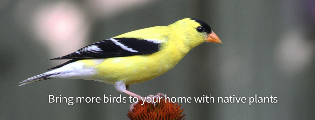 AUDUBON NATIVE PLANT SEARCH